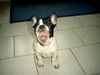 Französische Bulldogge Hund