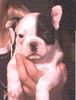 Französische Bulldogge Hund