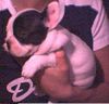 Französische Bulldogge Hund