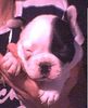 Französische Bulldogge Hund