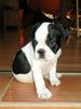 Französische Bulldogge Foto: PARIS (ID 25383) Französische Bulldogge Hund