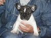 Französische Bulldogge Foto: Welpe 8 Wochen (ID 22017) Französische Bulldogge Hund