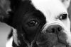 Französische Bulldogge Foto: Was gibbet? (ID 38004) Französische Bulldogge Hund