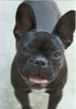 Französische Bulldogge Hund