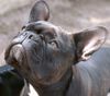 Französische Bulldogge Hund