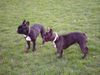 Französische Bulldogge Foto: Kuckuck! Hier drüben! (ID 20129) Französische Bulldogge Hund