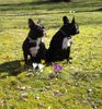 Französische Bulldogge Foto: Endlich Frühling! (ID 20128) Französische Bulldogge Hund