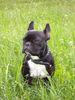 Französische Bulldogge Foto: Lucy (ID 21759) Französische Bulldogge Hund