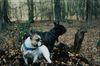 Französische Bulldogge Hund