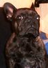 Französische Bulldogge Hund