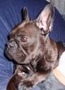 Französische Bulldogge Hund