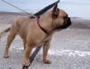 Französische Bulldogge Foto: Rüde steht zum Decken frei (ID 20541) Französische Bulldogge Hund