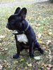 Französische Bulldogge Hund