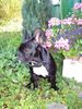 Französische Bulldogge Hund