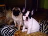 Französische Bulldogge Foto: Der Mops und die Bulldogge, ein Dreamteam auf 8 Pfoten (ID 30804) Französische Bulldogge Hund