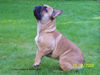 Französische Bulldogge Foto: Unser Mailo (ID 26598) Französische Bulldogge Hund