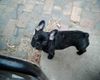 Französische Bulldogge Hund