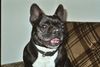 Französische Bulldogge Hund