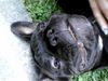 Französische Bulldogge Foto: *gg* (ID 30202) Französische Bulldogge Hund