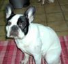 Französische Bulldogge Foto: Mira 1,2 Jahre (ID 30805) Französische Bulldogge Hund
