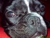 Französische Bulldogge Foto: Molly die Knutschschnauze (ID 40788) Französische Bulldogge Hund