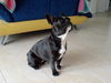 Französische Bulldogge Foto: Molly in Lauerstellung (ID 39858) Französische Bulldogge Hund