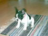 Französische Bulldogge Foto: unsere Momo (ID 28440) Französische Bulldogge Hund