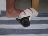 Französische Bulldogge Foto: Bei Fuss... (ID 36878) Französische Bulldogge Hund