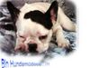 Französische Bulldogge Hund