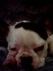 Französische Bulldogge Hund