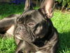 Französische Bulldogge Foto: www.frenchyfans.de (ID 37323) Französische Bulldogge Hund