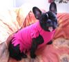 Französische Bulldogge Hund