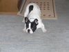 Französische Bulldogge Foto: Ich habe nichts böses vor!! (ID 21313) Französische Bulldogge Hund