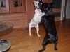 Französische Bulldogge Foto: mama & papa vom a wurf (ID 36383) Französische Bulldogge Hund