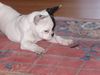 Französische Bulldogge Hund