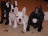 Französische Bulldogge Foto: a wurf (ID 36382) Französische Bulldogge Hund