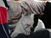 Französische Bulldogge Foto: duke ( suche hell/semmel-braunes weibchen) (ID 31391) Französische Bulldogge Hund