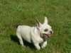 Französische Bulldogge Foto: Mein Flieger (ID 22232) Französische Bulldogge Hund