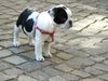 Französische Bulldogge Foto: Mathilda mit 6 wochen (ID 46045) Französische Bulldogge Hund