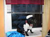 Französische Bulldogge Foto: Auch Hund Feiern Karneval!!! Roxy sagt Hellau (ID 29969) Französische Bulldogge Hund