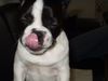 Französische Bulldogge Hund