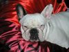 Französische Bulldogge Hund
