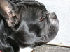 Französische Bulldogge Foto: Roxy im Profil (ID 33468) Französische Bulldogge Hund