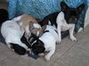 Französische Bulldogge Hund