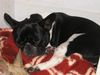 Französische Bulldogge Hund