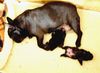 Französische Bulldogge Hund