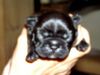Französische Bulldogge Hund