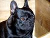 Französische Bulldogge Hund