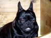 Französische Bulldogge Hund