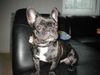 Französische Bulldogge Hund
